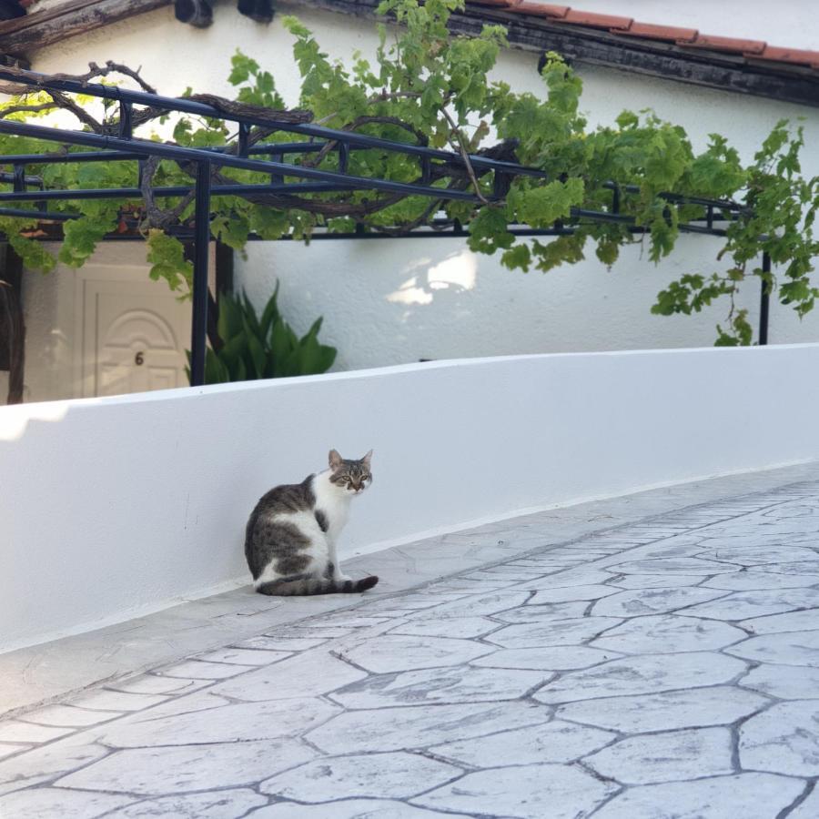 Villa Elpiniki Troulos Bagian luar foto